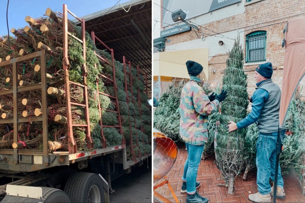 Eco-Friendly Puts Up and Takes Down Your Christmas Tree